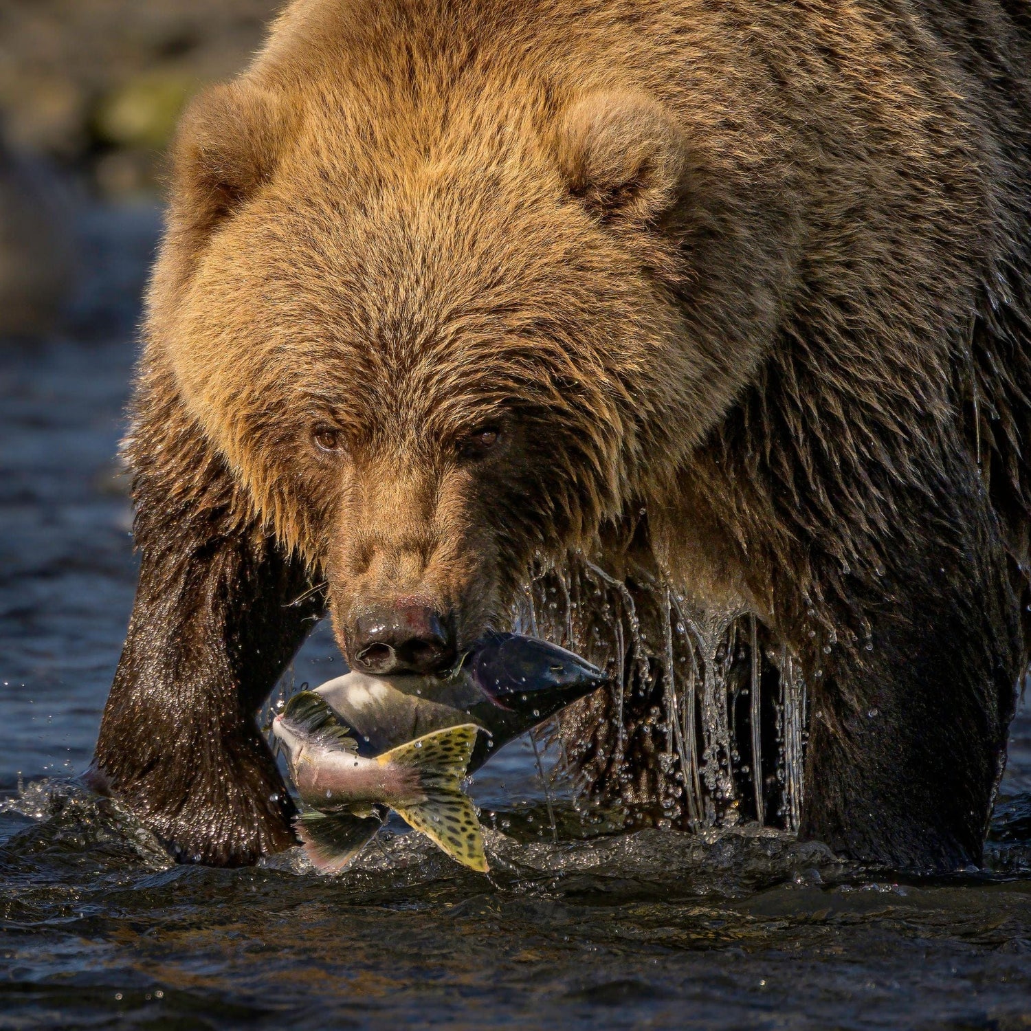 A brown bear stands in a river holding a large fish in its mouth, surrounded by water droplets and a blurred natural background.