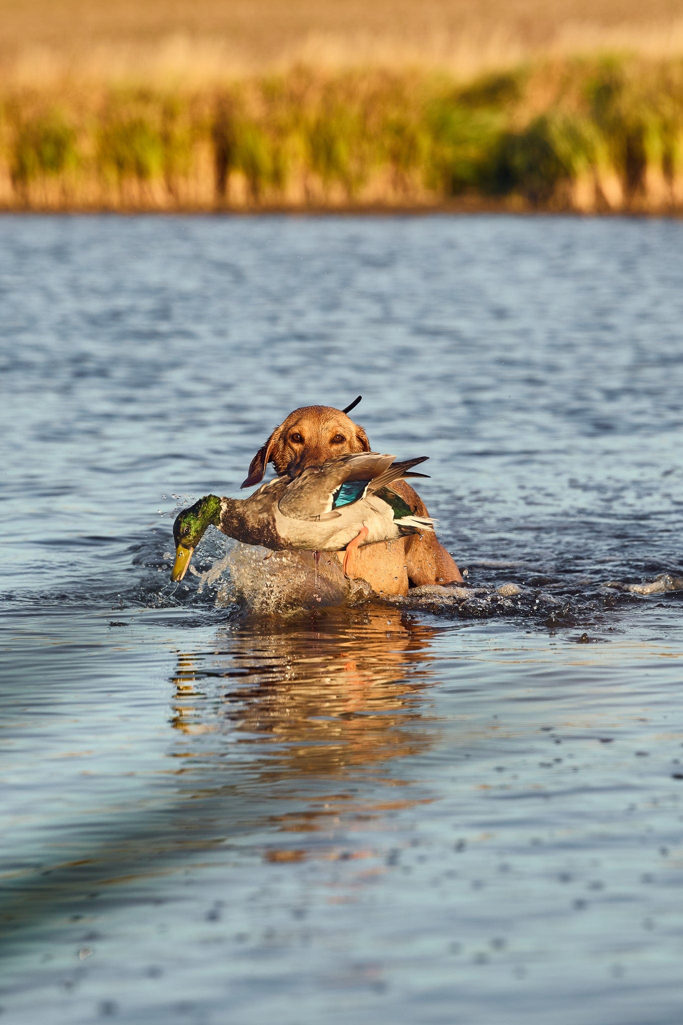 Dog swimming in a pond, holding a duck in its mouth, with grassy bank in the background.