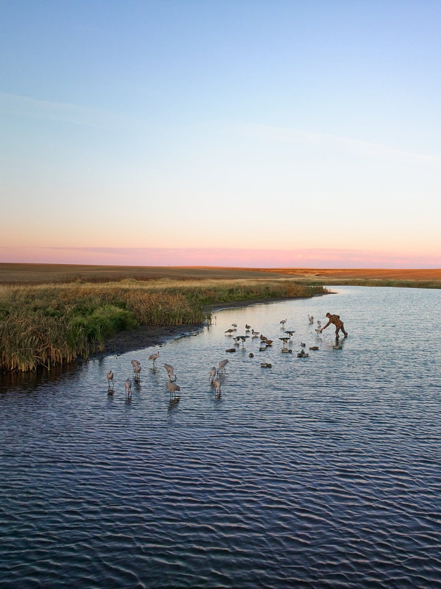 A group of birds wades through a shallow body of water at sunset, with tall grasses in the background under a clear sky.