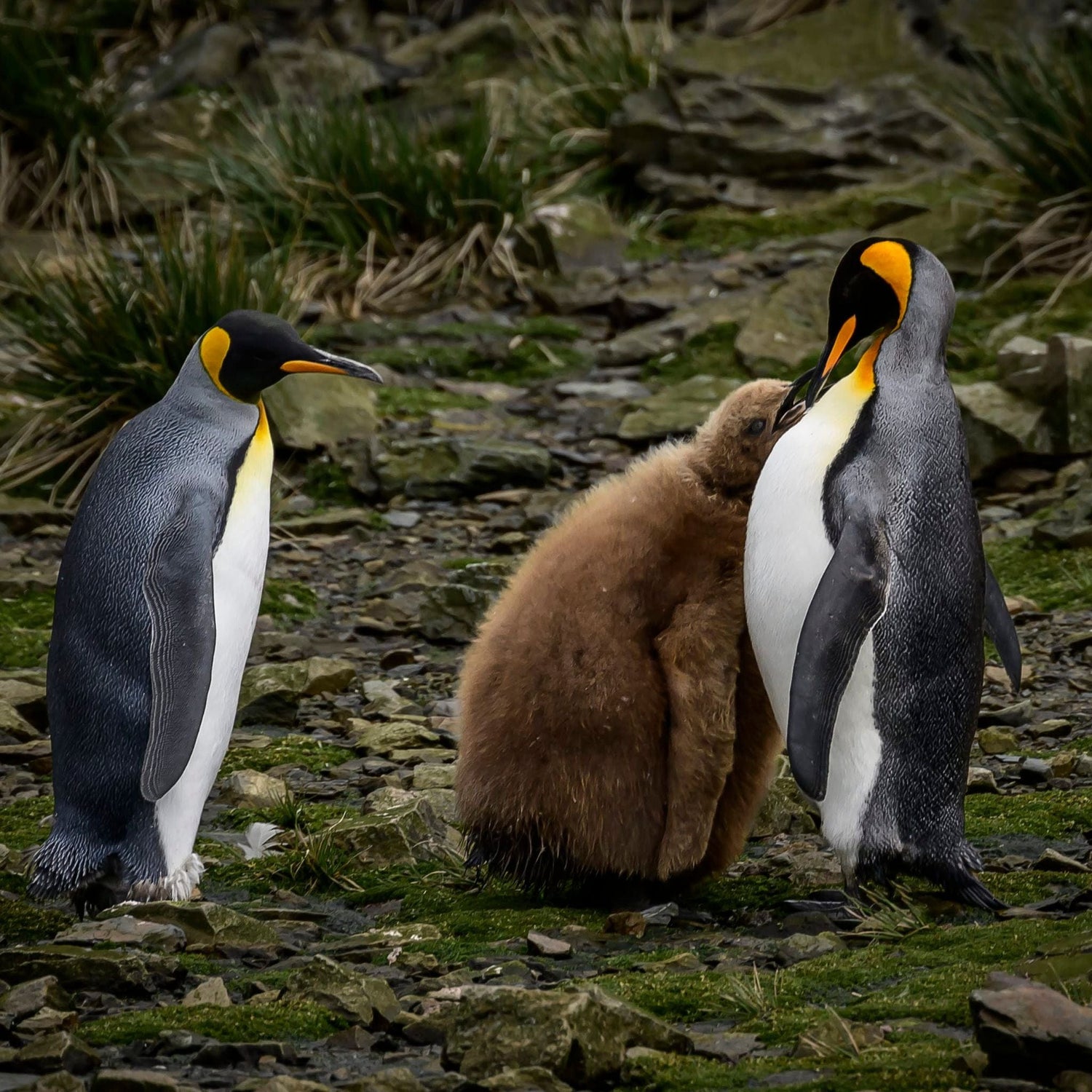 Two adult penguins stand on rocky terrain with a fluffy brown chick between them, surrounded by sparse grass.