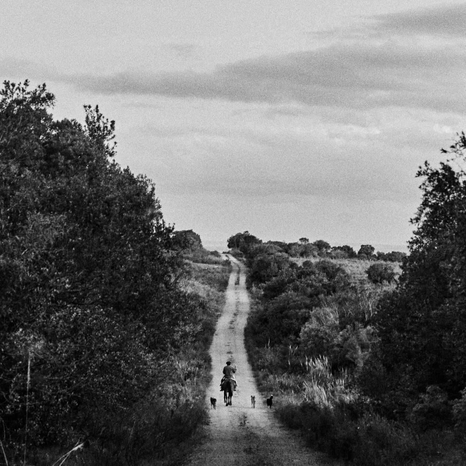 Person on a dirt path with two dogs in a rural landscape, surrounded by trees under a cloudy sky.