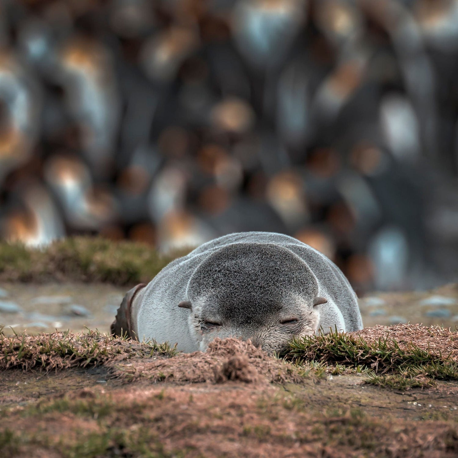 Seal resting on grass with eyes closed, blurred background of penguins standing on rocky terrain.
