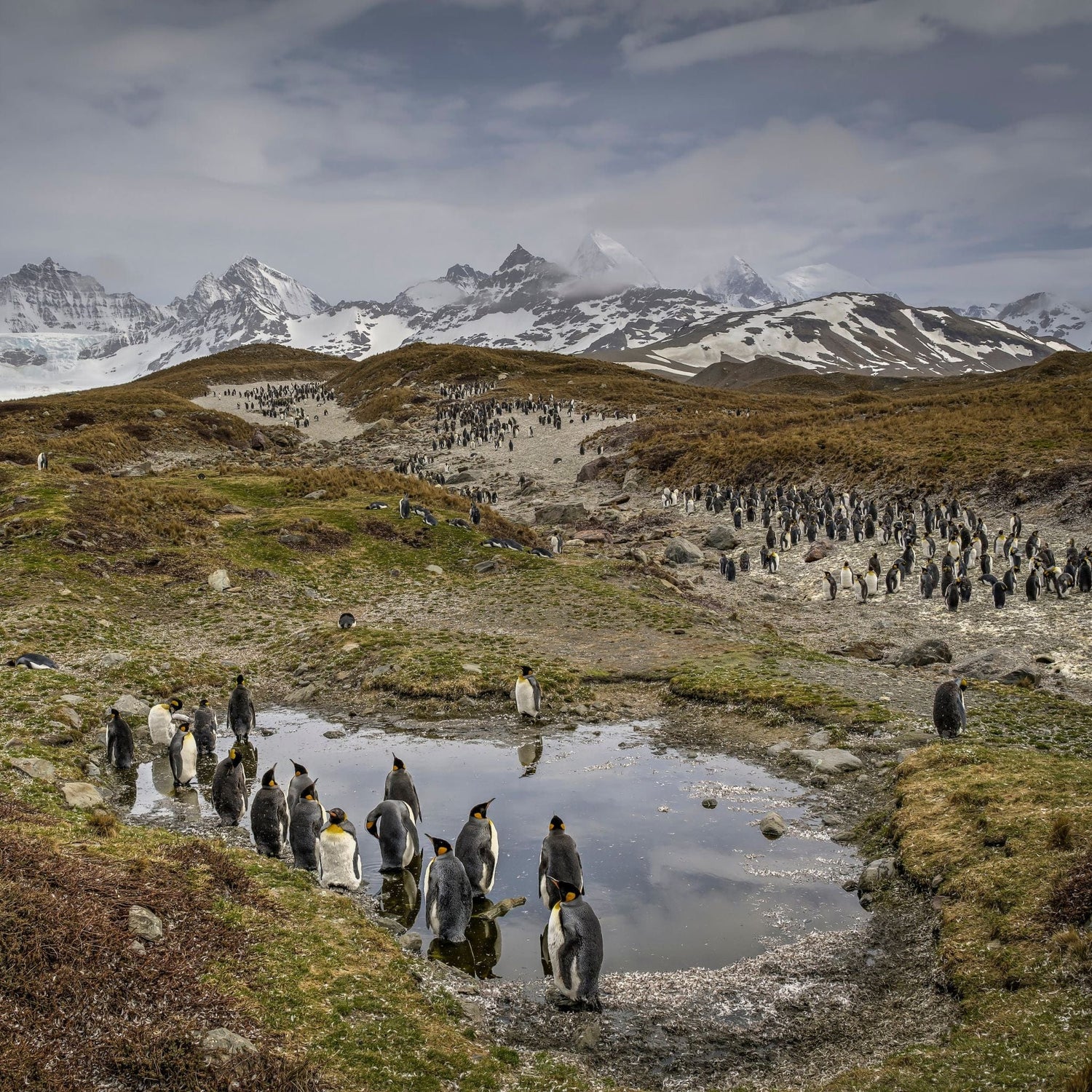 Penguins gather near a small pond in a grassy, mountainous landscape with snow-covered peaks in the background.