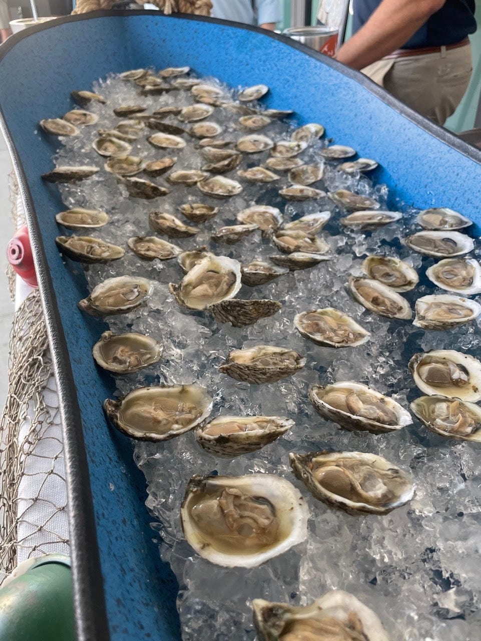 Oysters on the half shell are displayed on ice in a blue tray at a food event, with people visible in the background.