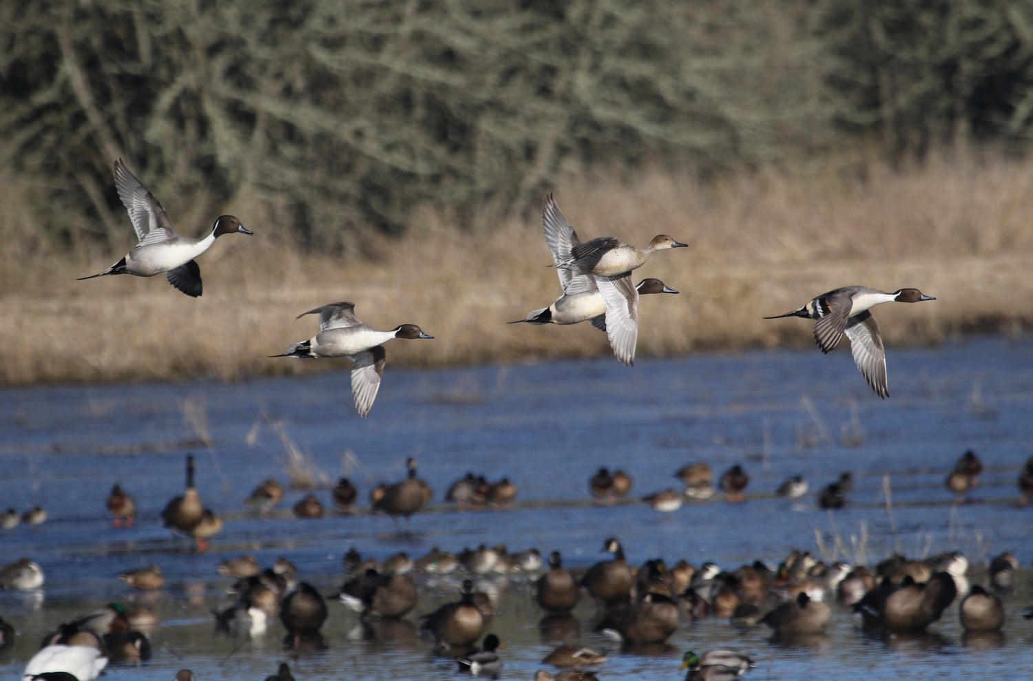 Four ducks fly over a wetland with many other ducks swimming and standing in the water below.