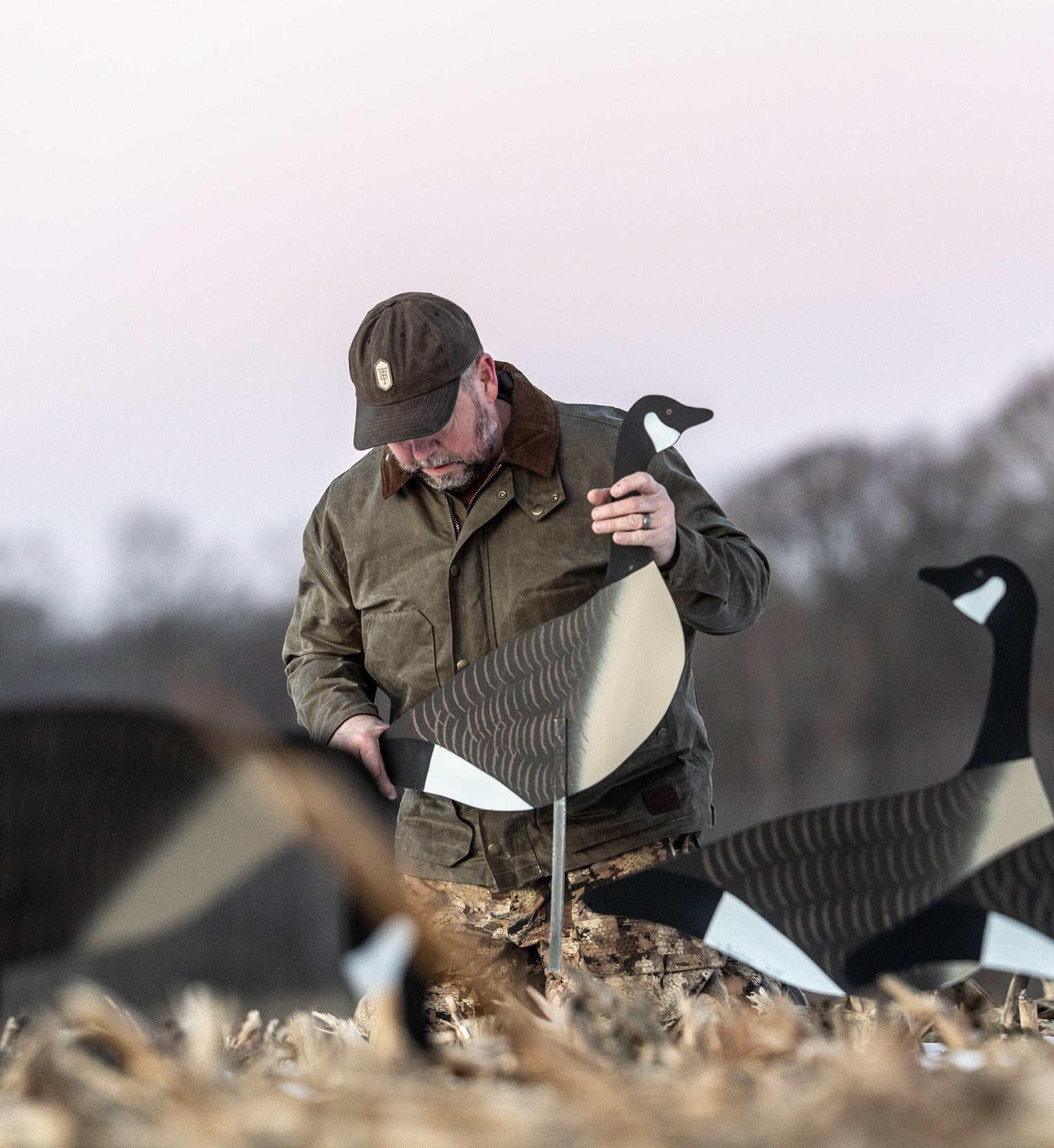 A man sets up Canada goose decoys in a field, surrounded by dry grass and bare trees in the background.