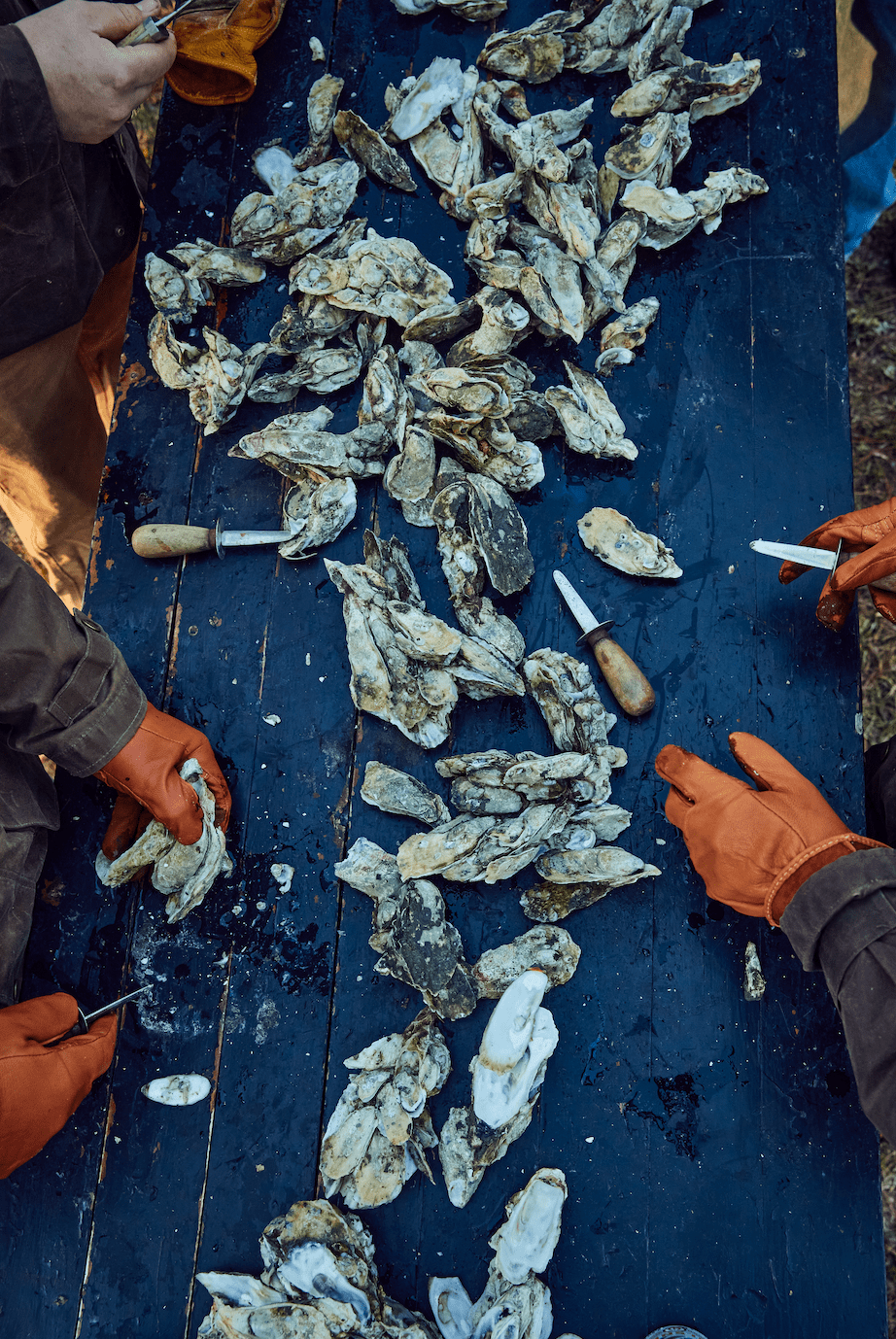 SEWE Charleston SC Oyster