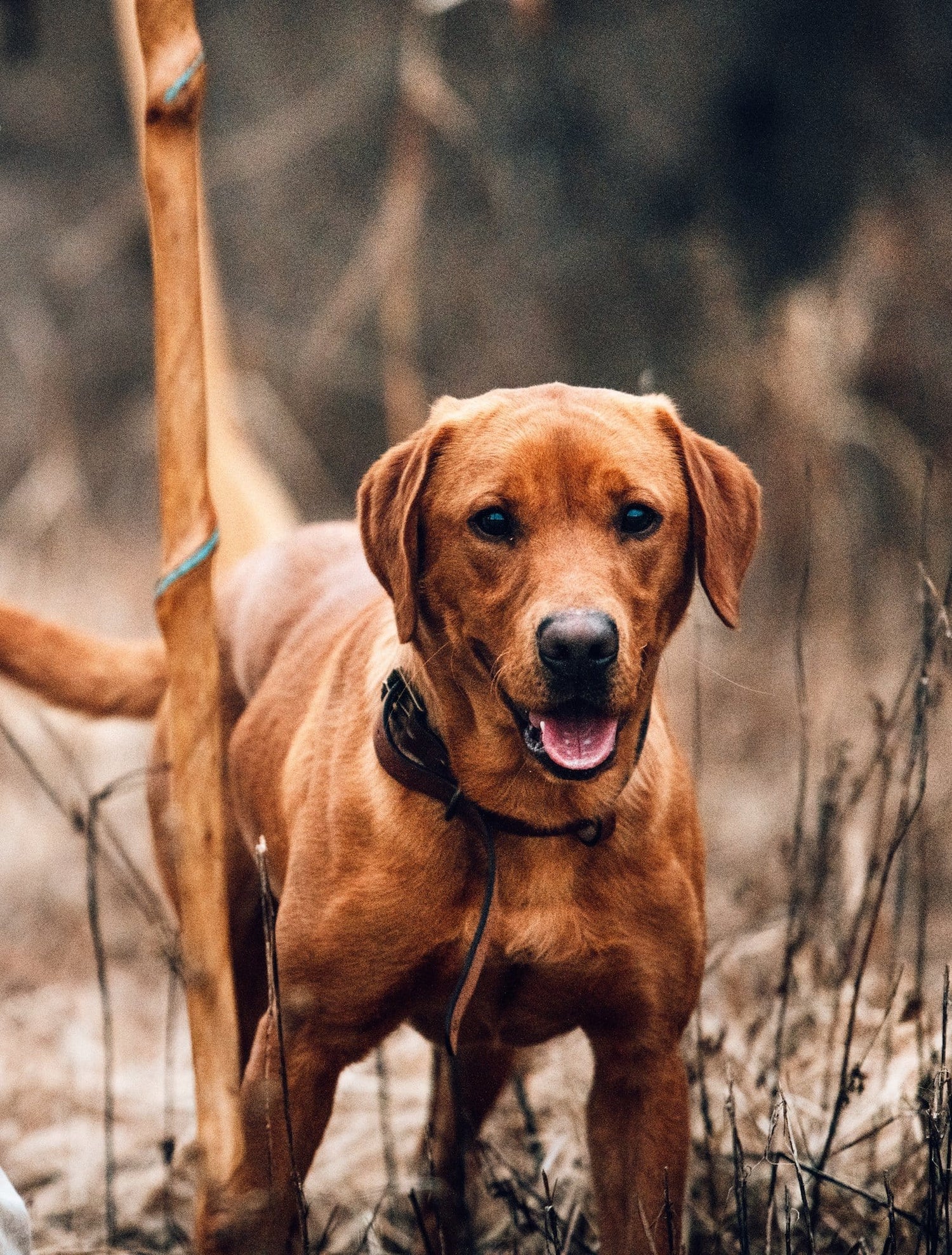 A brown dog with a collar stands outdoors in a grassy area, next to a wooden stick, looking towards the camera.