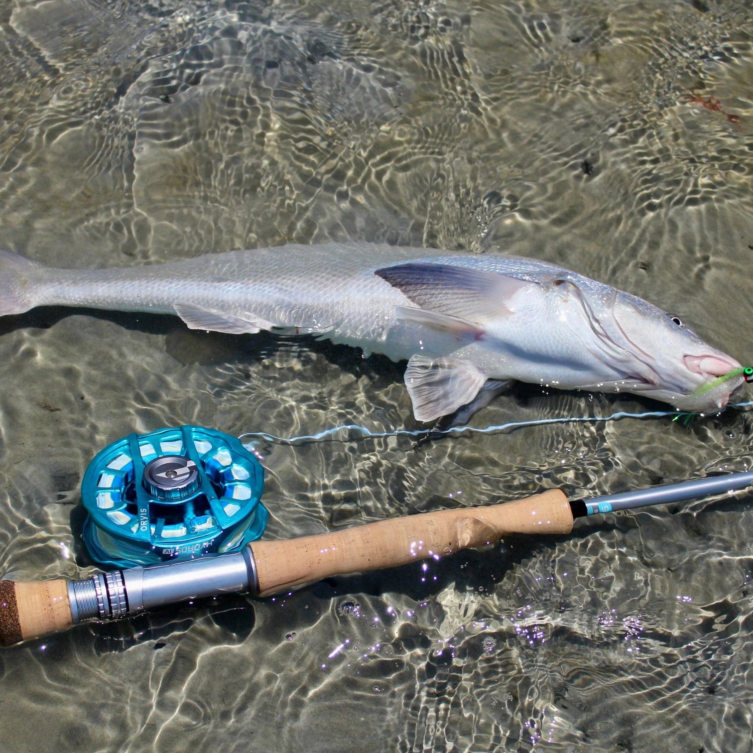 Fish caught on a fishing line lies in shallow water beside a fishing rod with a blue reel.