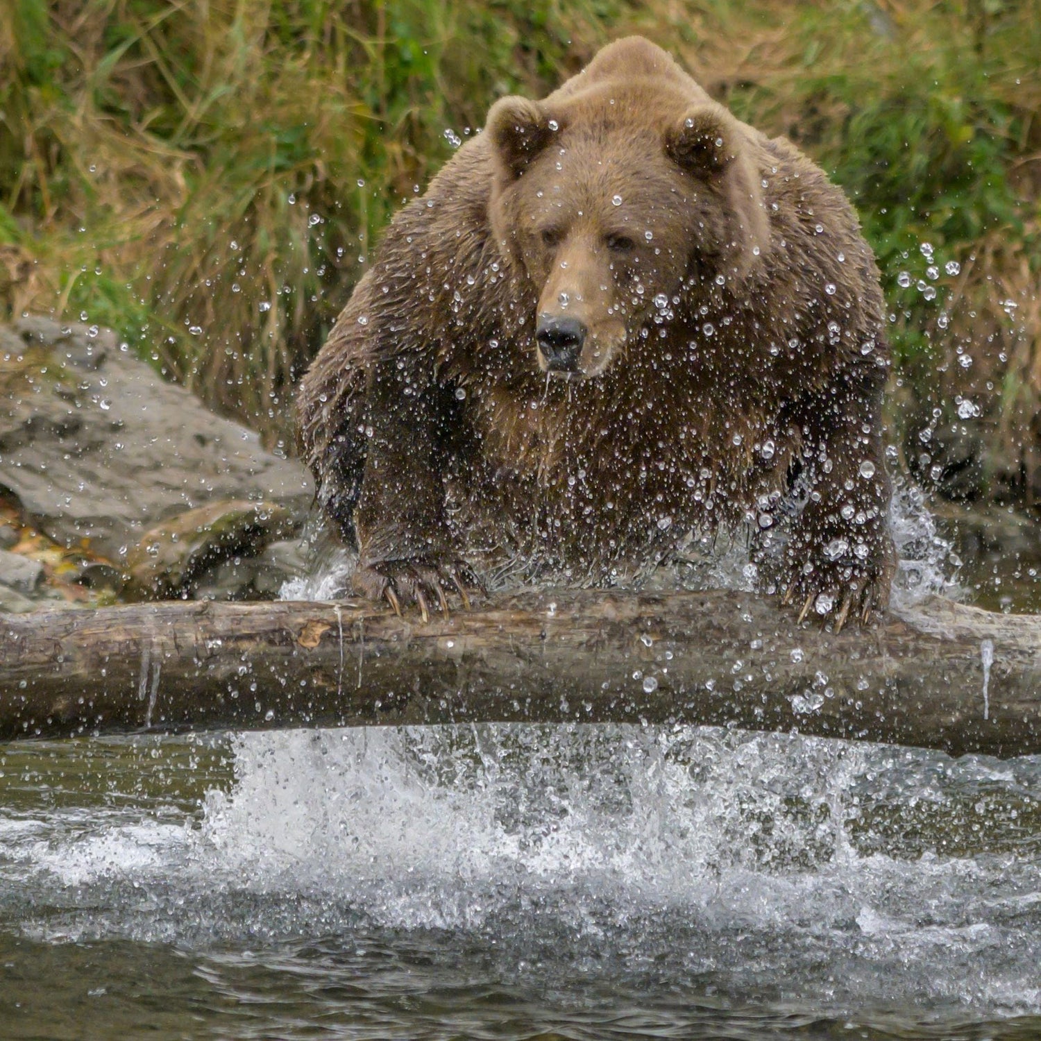 Brown bear splashes through water over a fallen log, surrounded by green foliage.
