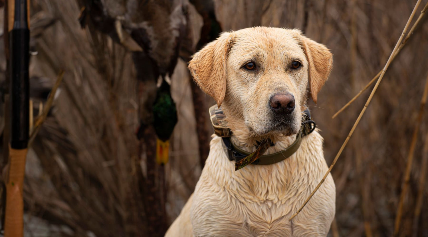 From the Editor in Chief: Gone to the Dogs