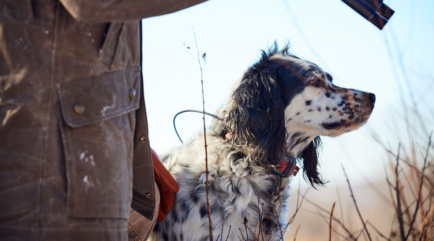 Reflections of a Dog Owner