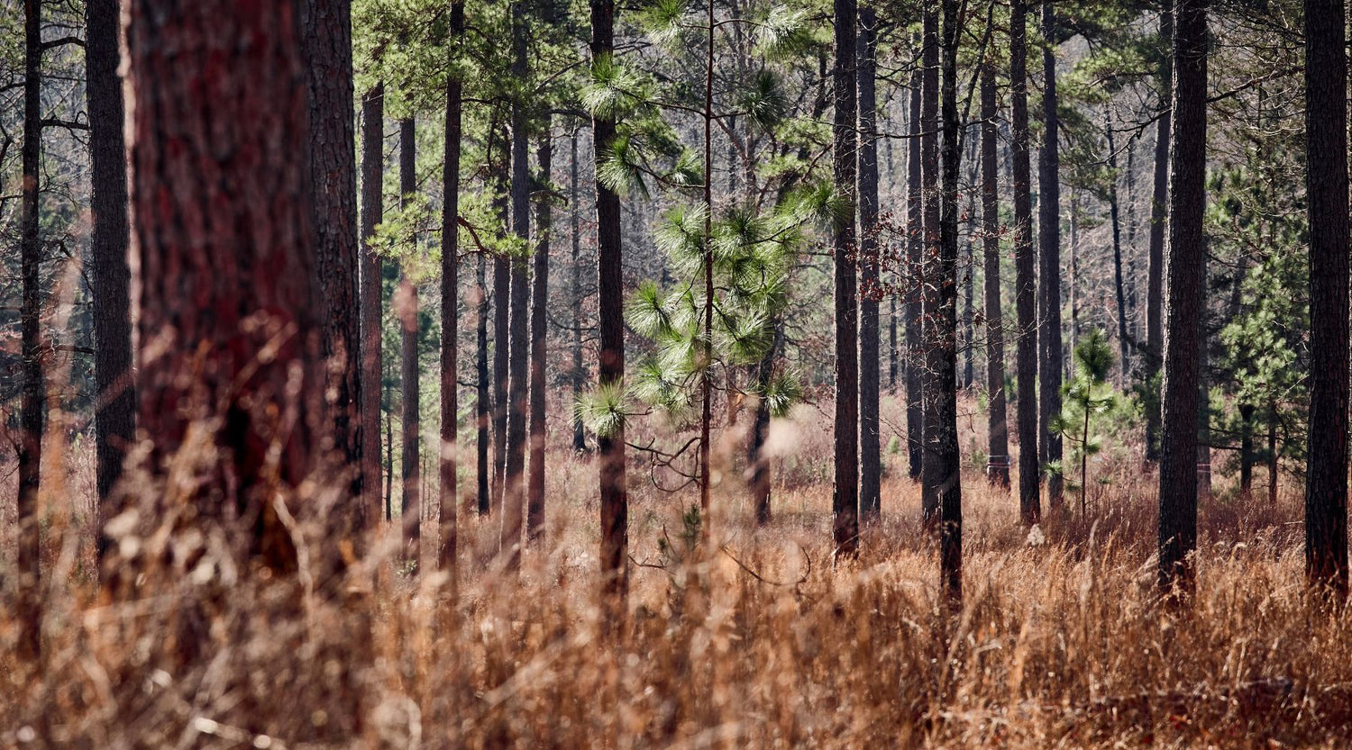 The Time Between Deer