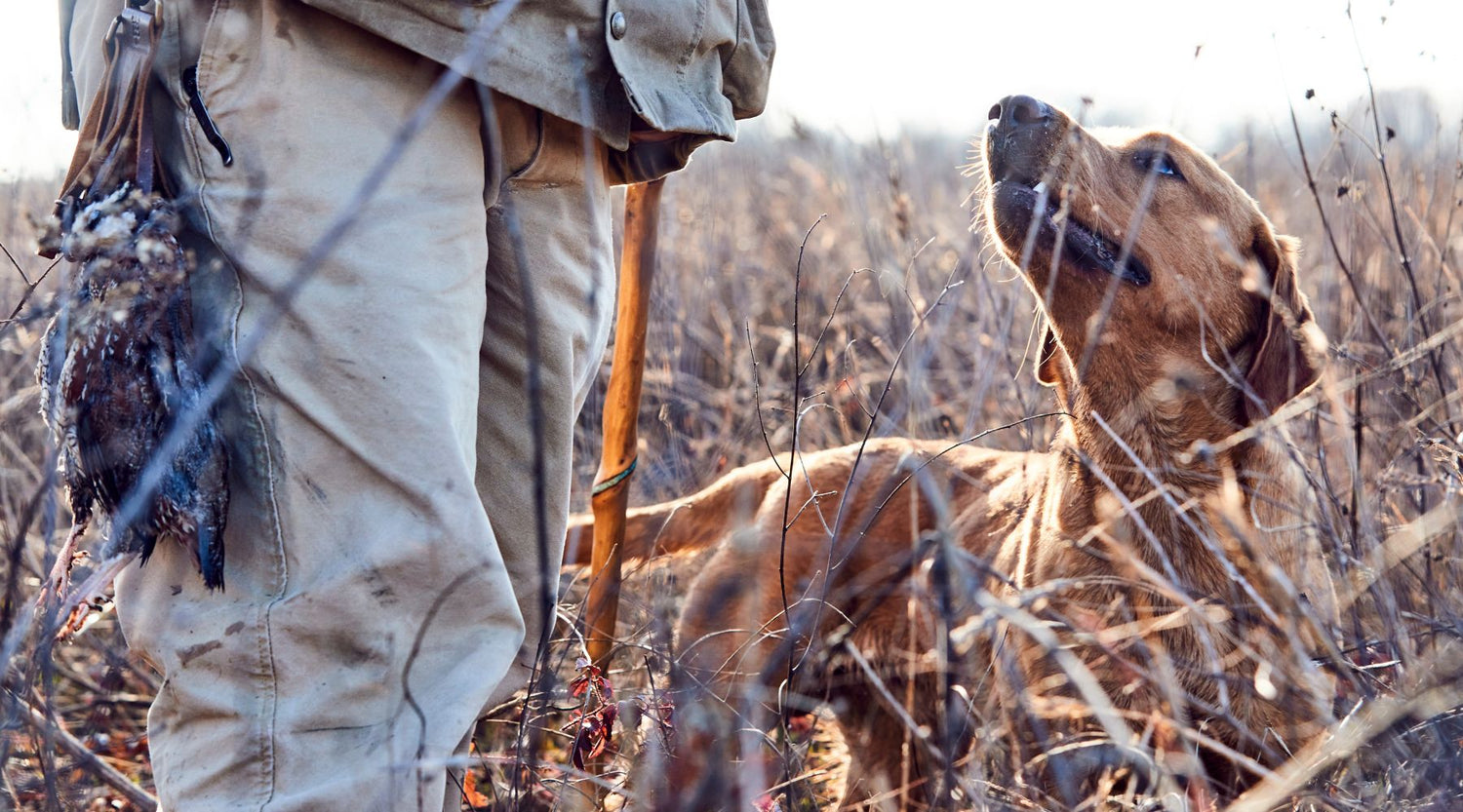 In The Company of Dogs and Birds: The Classic Literature of Upland Bird Hunting