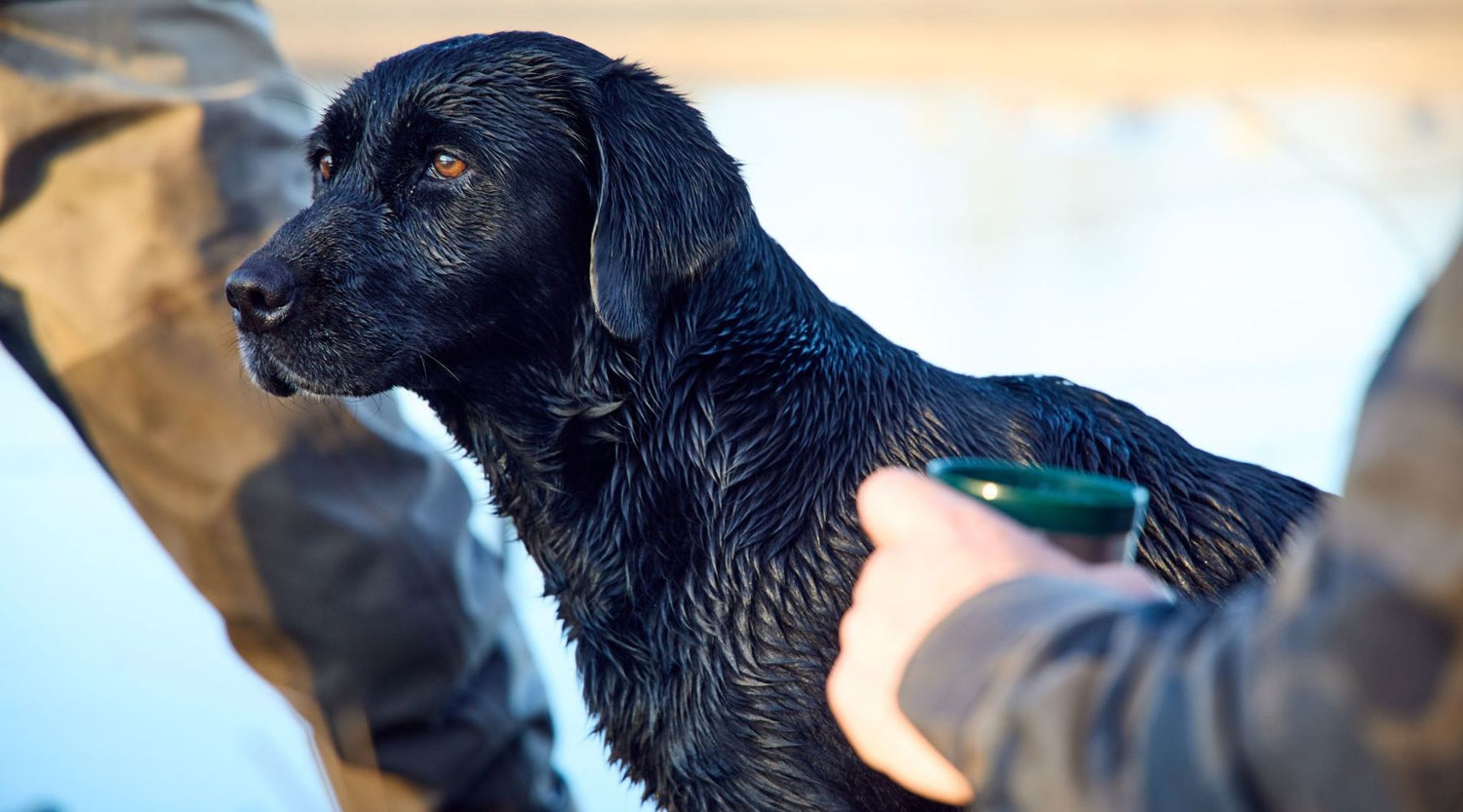 From the Editor in Chief: On Love and Endurance