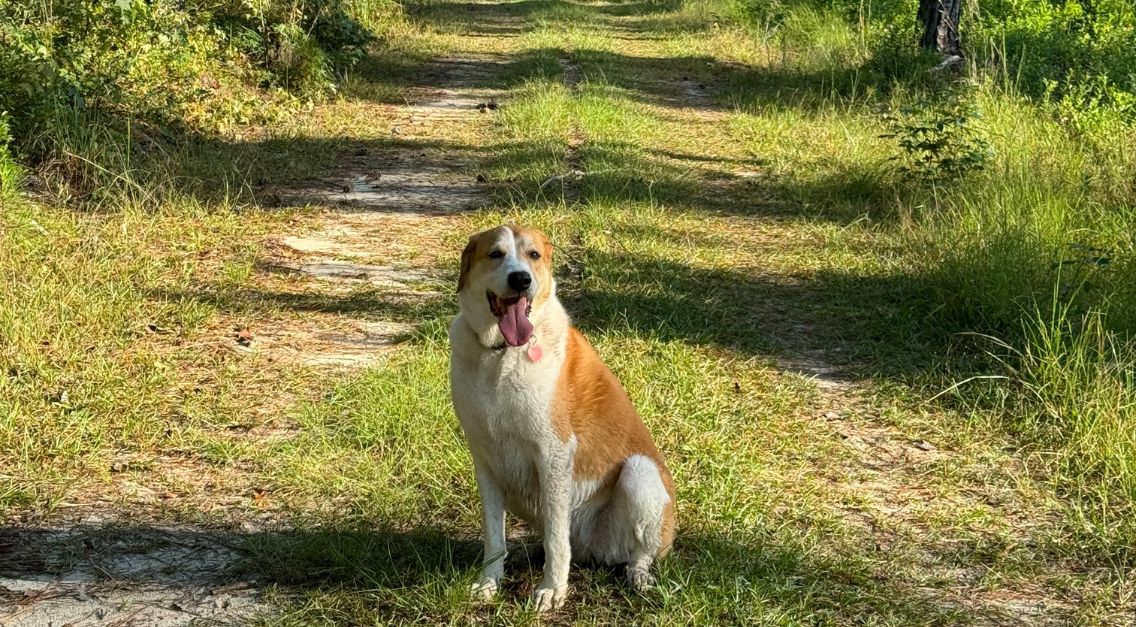 From the Editor in Chief: Gone for the Dogs