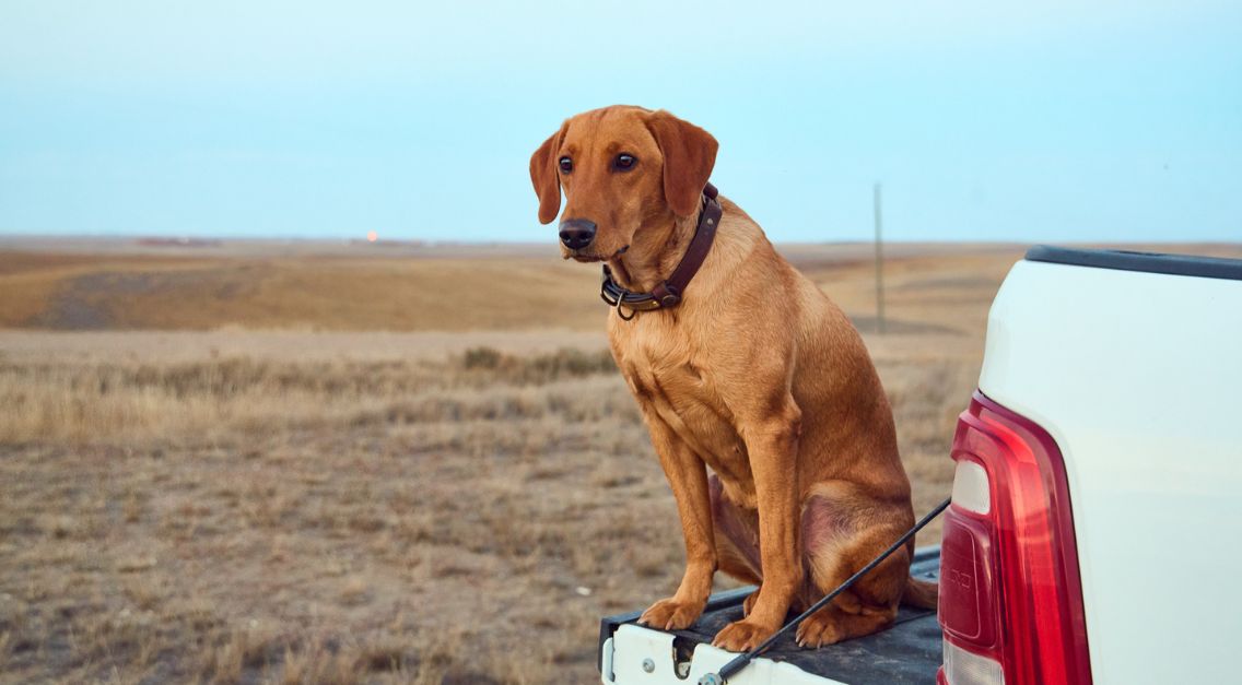 Fox red labrador retriever wearing a leather collar sits on a white truck bed in an open field.