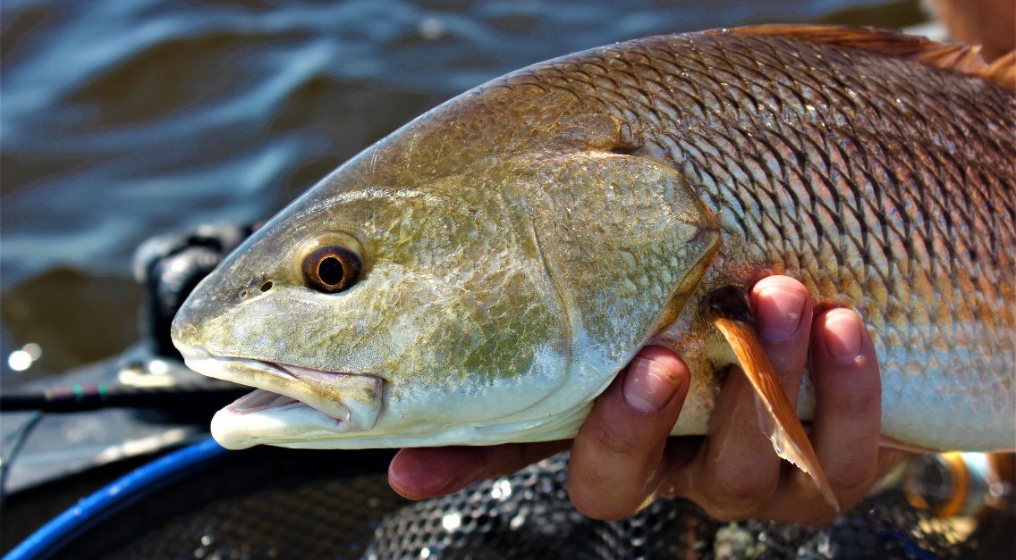 Alabama Sampler
