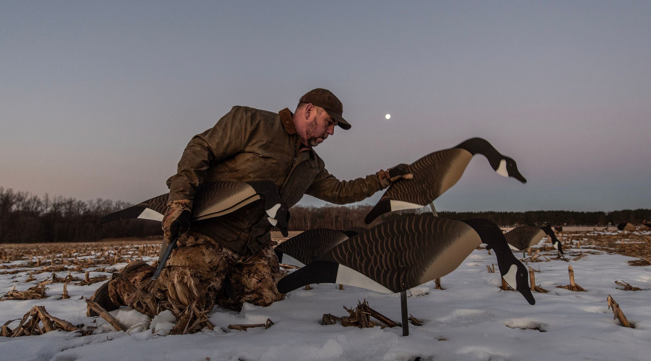 A person arranges goose decoys on snowy ground in a field at dusk, with the moon visible in the sky.