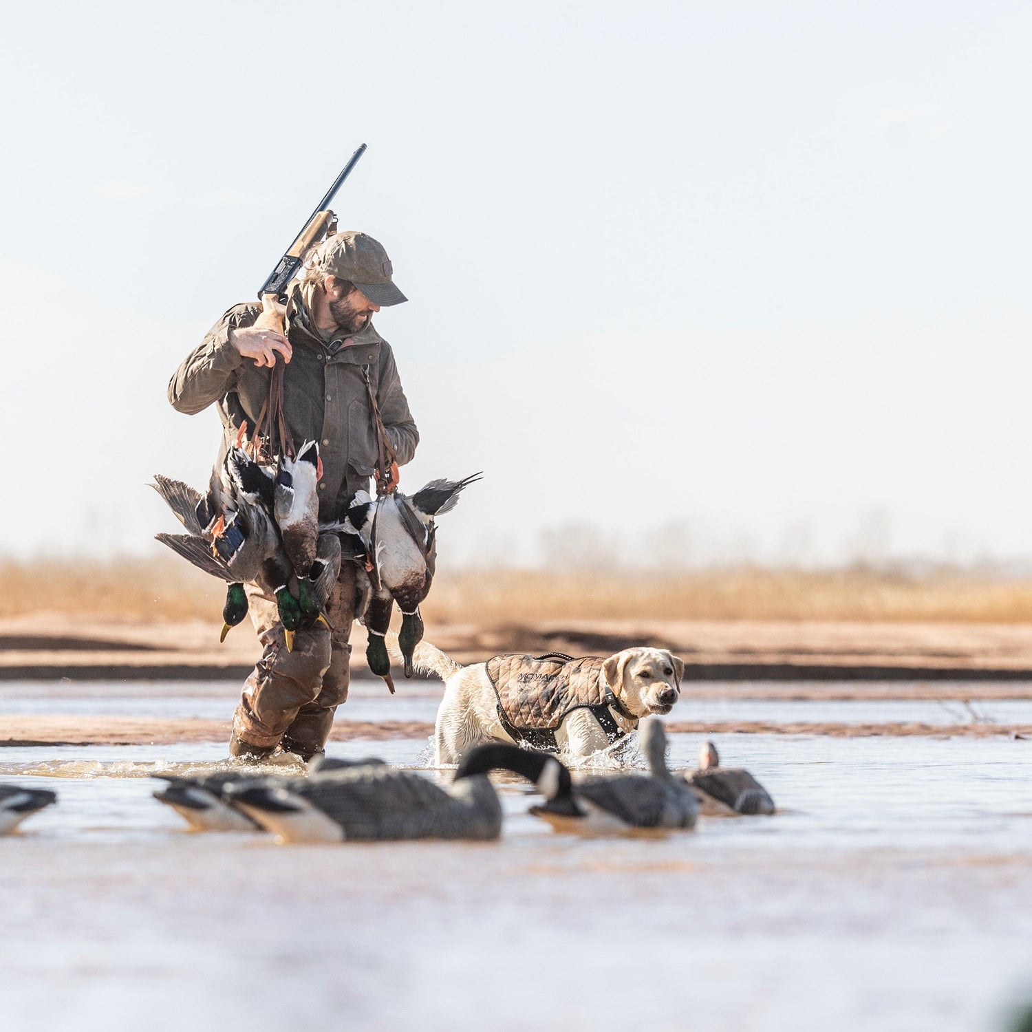 Hunter carrying ducks and a shotgun walks through shallow water with a dog; decoys float in the foreground.