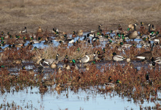 A large group of ducks and geese gather in a shallow wetland area surrounded by grasses and water plants.