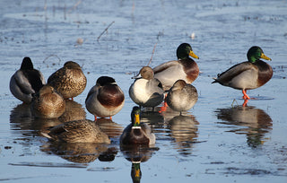 A group of ducks standing and floating on a shallow, partially frozen body of water.